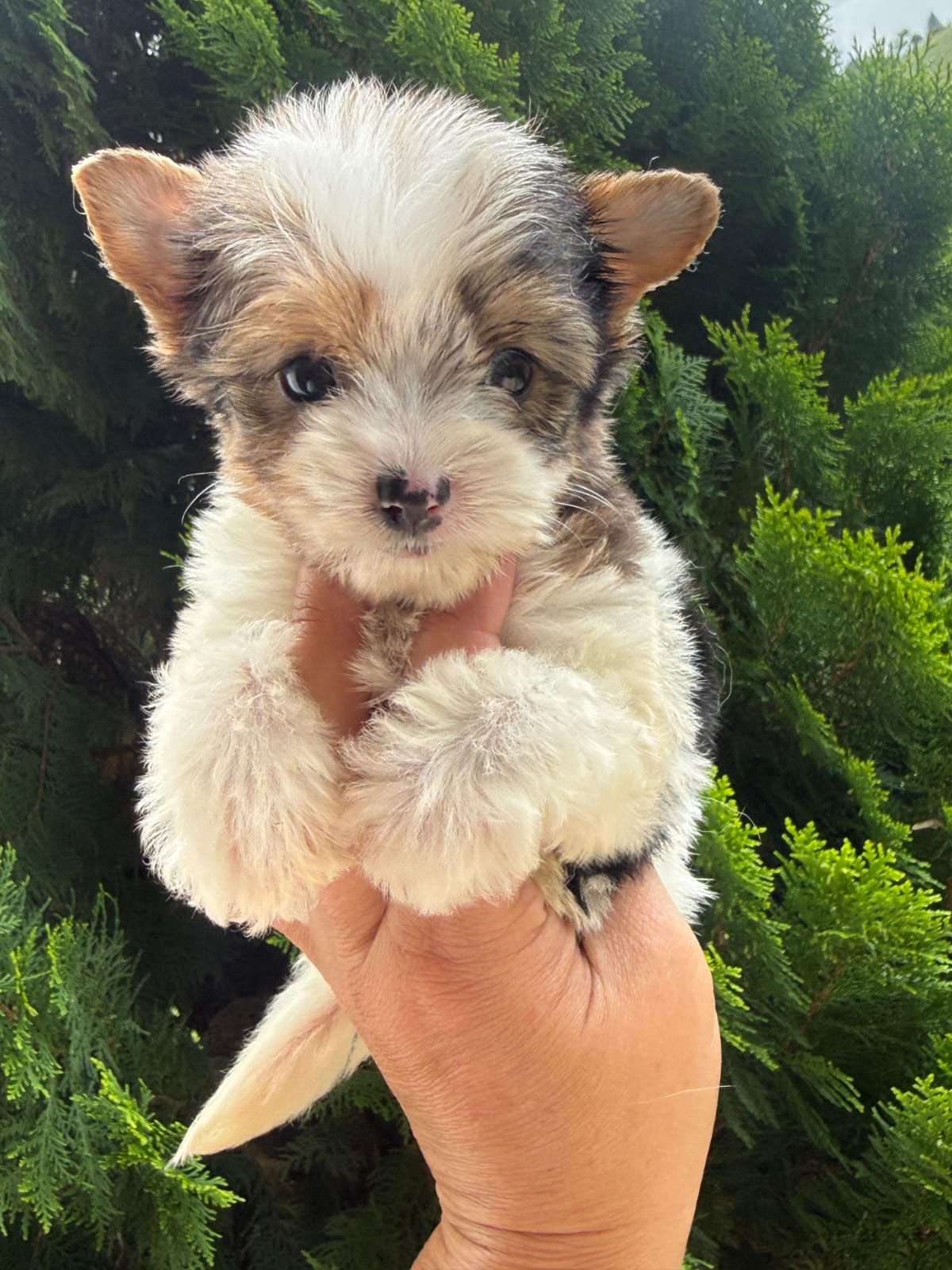Biewer Terrier — cachorro real