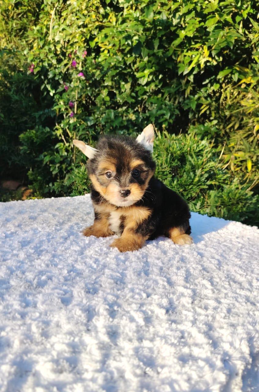 Yorkie Tradicional — cachorro real